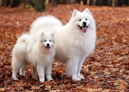 Samojed jesen Deals Cheap Pice
