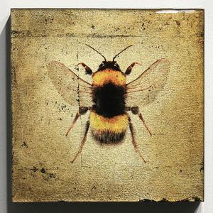 "Insecta Bee IV" Factory Outlet