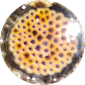 Caramel Honeycomb Milli Free Shipping Low Pice