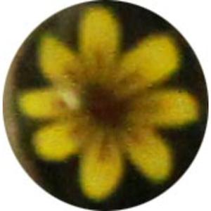 Large Dandelion Milli Clearance With Mastercard