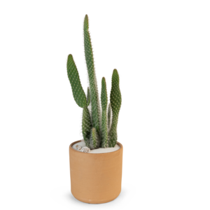 Snow Prickly Pear With Mastercard For Sale