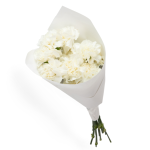 White Carnations Outlet Locations