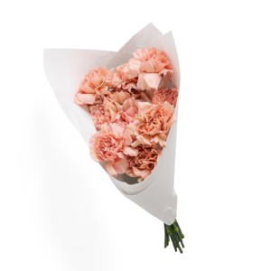 Peach/Blush Carnations Free Shipping Purchase