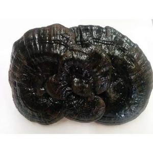 Wild Black Reishi (1 Lb) Ganoderma Lucidum Extremely Cheap Online