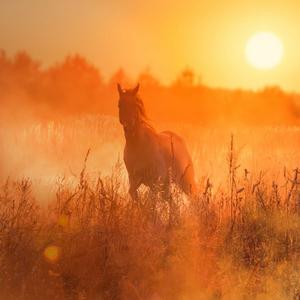 Konj i sunce Reliable Sale Online