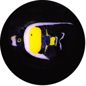 Black & White Fish Milli Excellent Sale Online
