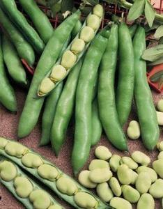 Fava Bean-Broad Windsor Geniue Stockist Cheap Pice