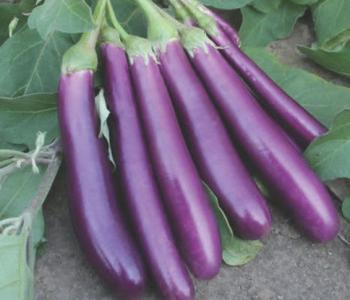 Eggplant-Shiva Outlet Locations