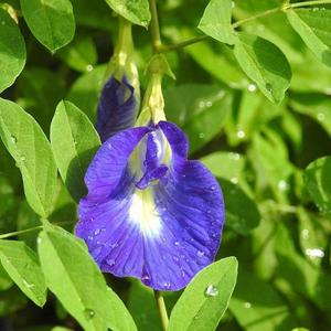 Butterfly Pea Outlet Online Shop