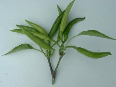 Hot Pepper-Phuljadi 100% Authentic Sale Online