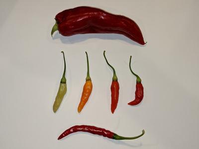 Chili Variety Collection Where To Buy