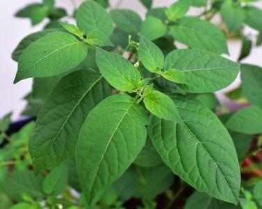 Black Nightshade-Manathakkali Lowest Pice Cheap Pice
