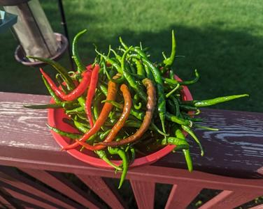 Hot Pepper-Aruna High Quality For Sale
