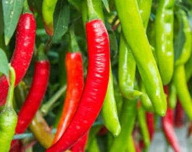 Hot Pepper-Guntur Outlet Looking For