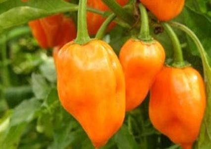 Hot Pepper-Habanero New Arrival For Sale