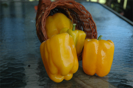Bell Pepper-Sona Cheap Tumblr