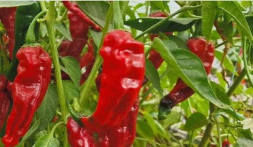 Hot Pepper-Kashmiri Outlet 2025 Newest