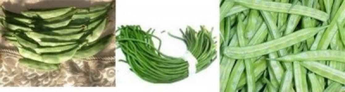Indian Bean Collection Pay With Paypal Cheap Pice
