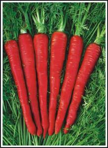 Carrot-Kesar Outlet Footlocker Finishline