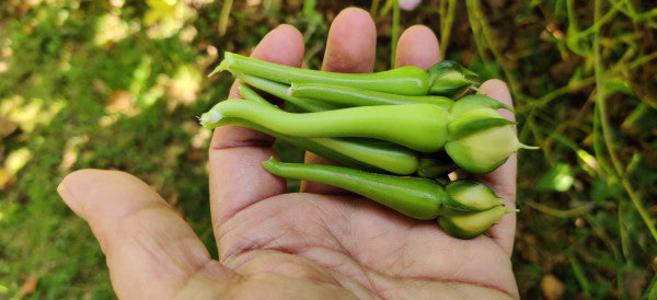 Clove Bean Discount Get To Buy