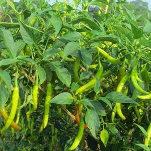 Hot Pepper-Jwala Popular Online