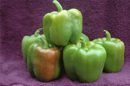Bell Pepper-Taza Nicekicks Online