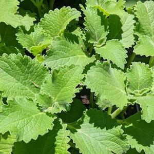 Ajwain Leaf-Preorder Pre Order For Sale