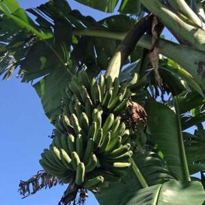 Banana - Lacatan-Preorder Explore Online