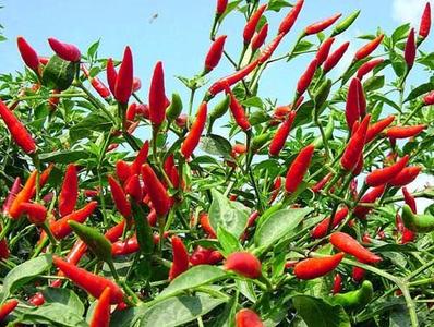 Hot Pepper-Damini Free Shipping Pay With Visa