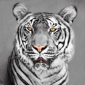 Tigar sivi Outlet Largest Supplier
