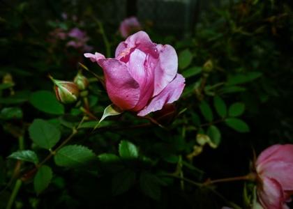 Pink cvece gusto lisce Store Sale Online