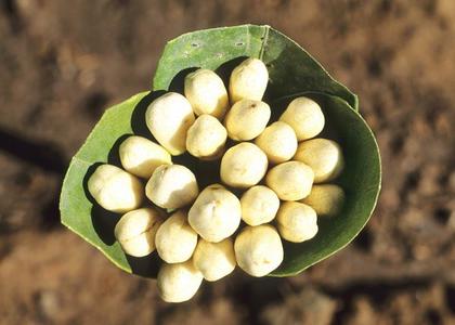 Tunis jasmin Clearance Good Selling