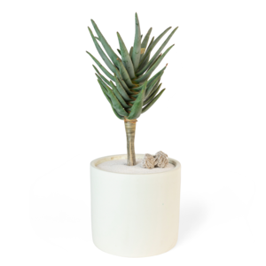 Aloe Plant Cheap Order