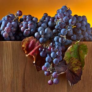 Grozdje za vino Hot Sale Online