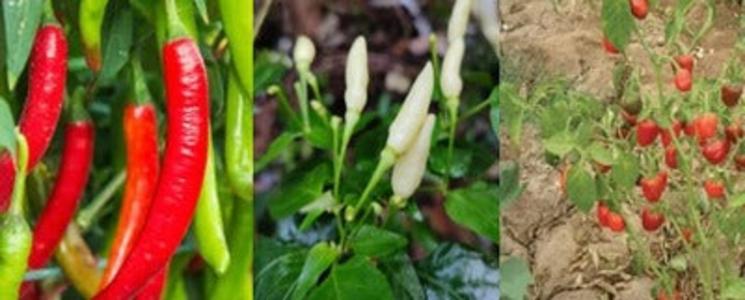 South Indian Chili Collection Cheap From China