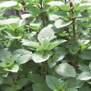 Persian Basil-Reyhan Cheap Geniue Stockist