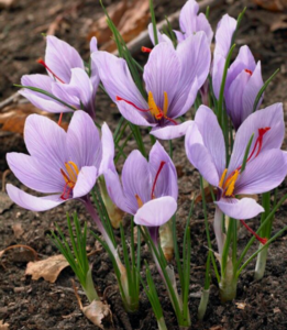Saffron Bulbs Outlet Amazing Pice