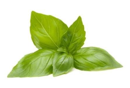 Sweet(Italian) Basil Cheap Sale Eastbay