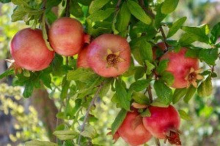 Pomegranate-Red Sweet- Preorder Free Shipping Wiki