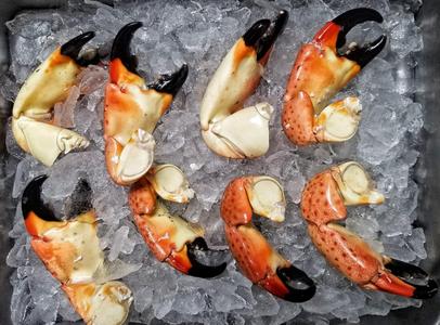 Florida Stone Crab | 8 Jumbo Claws Sale Recommend