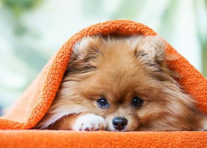 Pomeranski spic pokriven For Sale