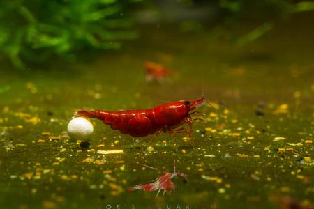 Bloody Mary Shrimp From China Sale Online
