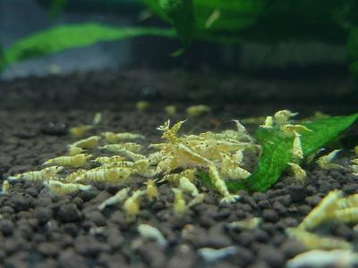 Yellow Tiger Pinto Cheap Sale Excellent