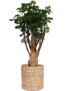 Polyscias parsley bonsai (M) Footlocker Pictures Online