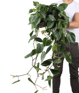 Philodendron scandens (Heartleaf philodendron) Discount Manchester
