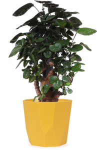 Polyscias fabian bonsai (S) Clearance Order