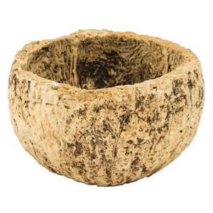 3" Natural Preserved Half Bleached Mayan Coconuts 10-Pack Buy Cheap Clearance Store
