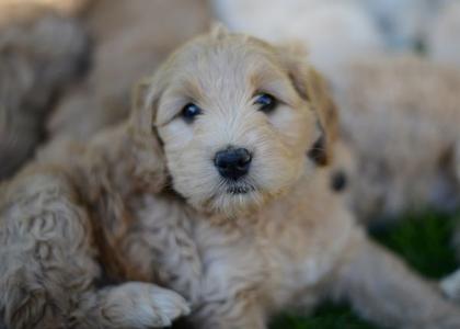 Labradoodles tuzic Buy Cheap Pay With Visa