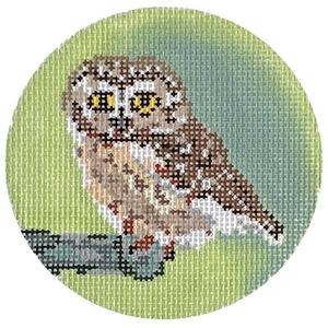 Rocky the Saw Whet Owl Best Pices Cheap Pice
