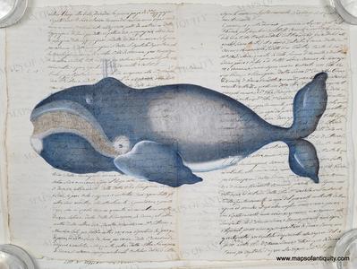 Bowhead Whale (Reproduction on Antique Paper) Clearance Amazing Pice